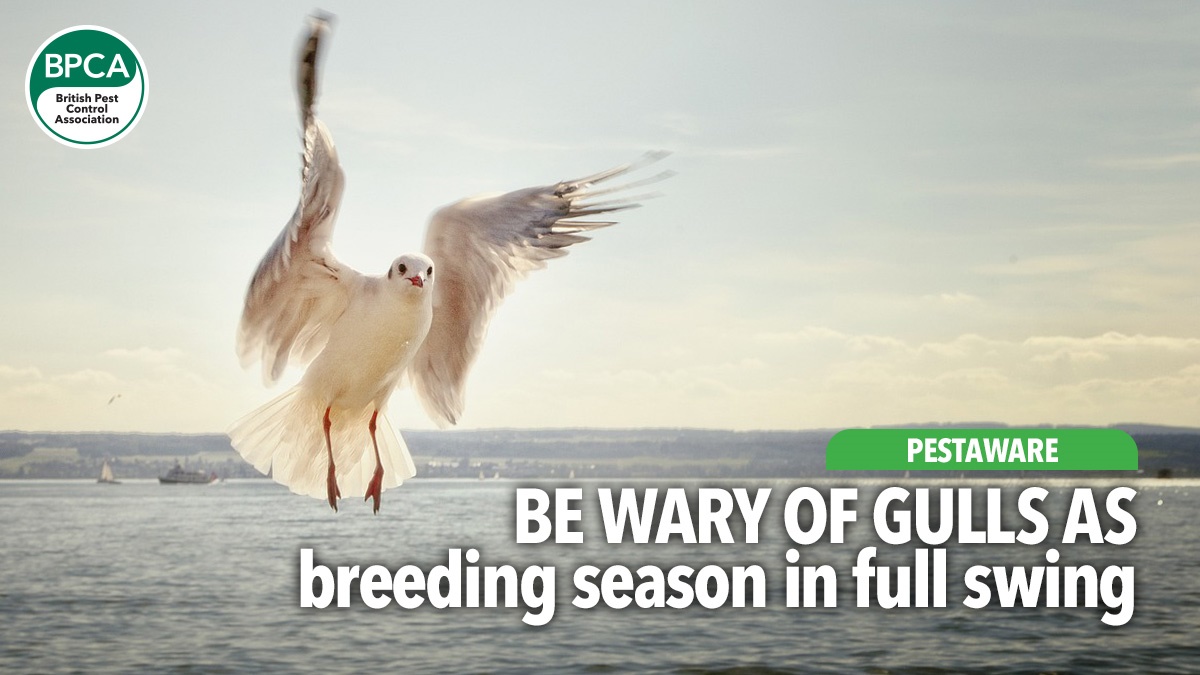 be-wary-of-gulls-as-breeding-season-in-full-swing